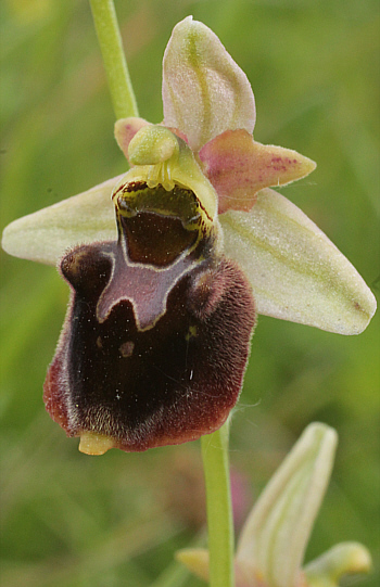 Ophrys fuciflora x Ophrys sphegodes, Kappel.