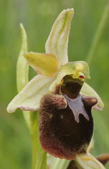 Ophrys fuciflora x Ophrys sphegodes, Kappel.