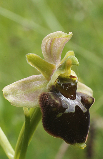 Ophrys fuciflora x Ophrys sphegodes, Kappel.