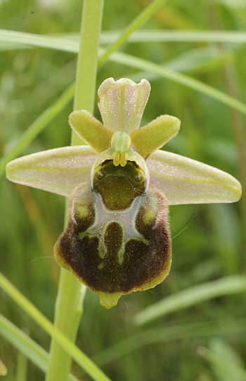 Ophrys fuciflora x Ophrys sphegodes, Kappel.