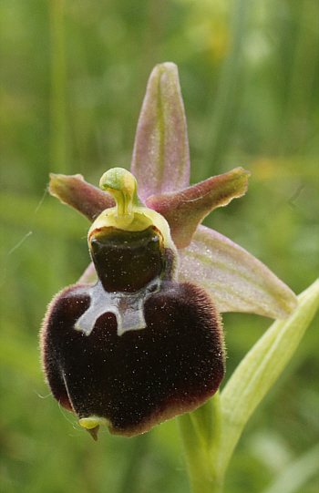 Ophrys fuciflora x Ophrys sphegodes, Kappel.