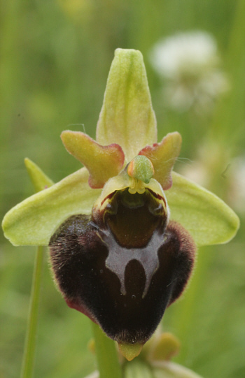 Ophrys fuciflora x Ophrys sphegodes, Kappel.