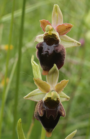 Ophrys fuciflora x Ophrys sphegodes, Kappel.