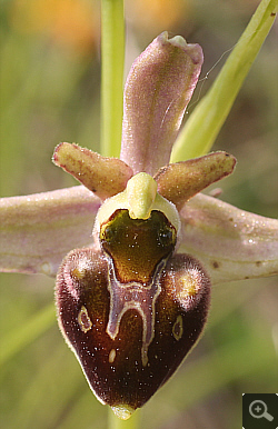 Ophrys fuciflora x Ophrys sphegodes, Landkreis Göppingen.