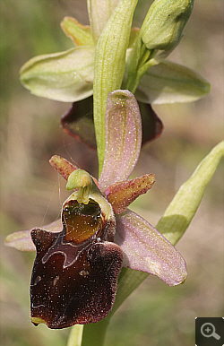 Ophrys fuciflora x Ophrys sphegodes, Landkreis Göppingen.