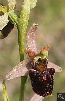 Ophrys fuciflora x Ophrys sphegodes, district Göppingen.