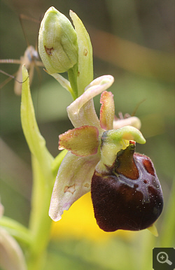 Ophrys fuciflora x Ophrys sphegodes, Landkreis Göppingen.