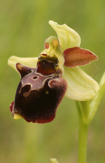 Ophrys fuciflora x Ophrys sphegodes, South Baden.