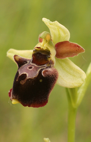 Ophrys fuciflora x Ophrys sphegodes, Südbaden.