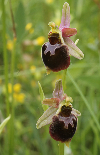 Ophrys fuciflora x Ophrys sphegodes, Kappel.