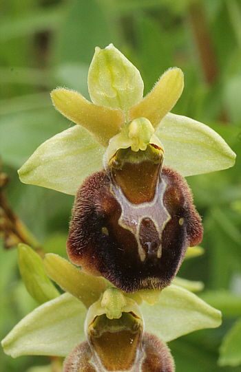 Ophrys fuciflora x Ophrys sphegodes, Kappel.