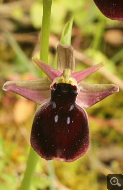 Ophrys helenae x ferrum-equinum, Valanidoussa.