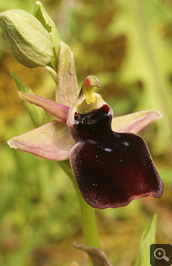 Ophrys helenae x ferrum-equinum, Valanidoussa.