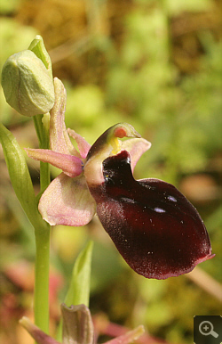 Ophrys helenae x ferrum-equinum, Valanidoussa.