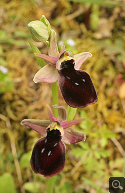 Ophrys helenae x ferrum-equinum, Valanidoussa.