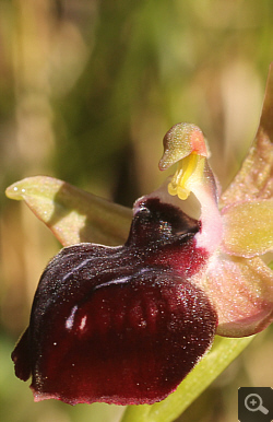 Ophrys helenae x leucophthalma, Geroplatanos.