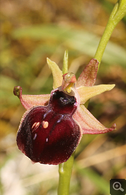 Ophrys helenae x leucophthalma, Geroplatanos.