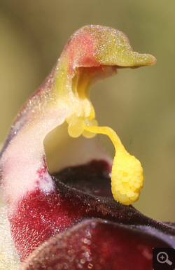 Ophrys helenae x leucophthalma, Geroplatanos.