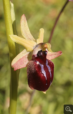 Ophrys helenae x leucophthalma, Geroplatanos.