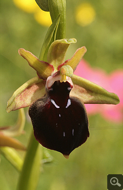 Ophrys helenae x spruneri, Vrontou.