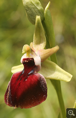 Ophrys helenae x spruneri, Vrontou.