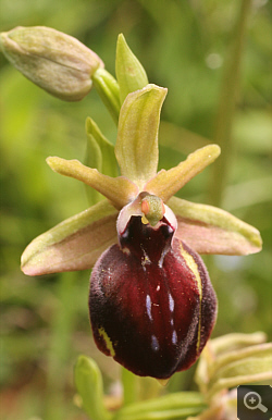Ophrys helenae x spruneri, Vrontou.