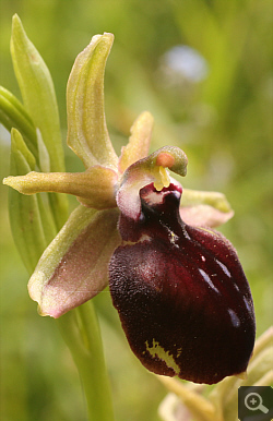 Ophrys helenae x spruneri, Vrontou.