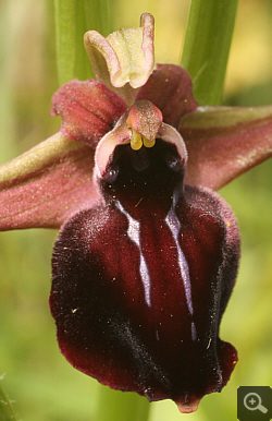 Ophrys helenae x spruneri, Vrontou.