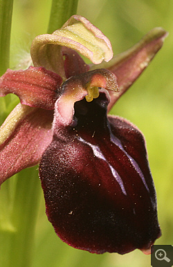 Ophrys helenae x spruneri, Vrontou.