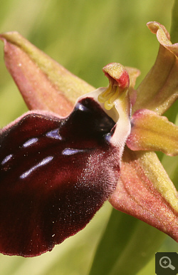 Ophrys helenae x spruneri, Vrontou.