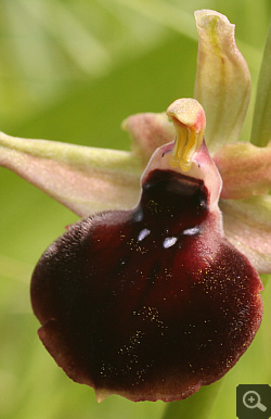 Ophrys helenae x spruneri, Vrontou.