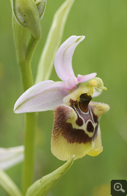 Ophrys lacaitae x Ophrys gracilis, Rionero Sannitico.