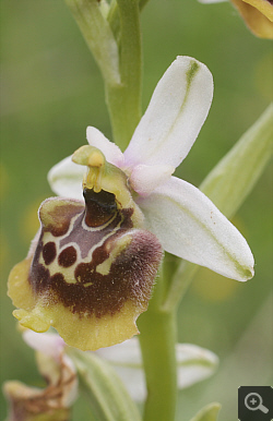 Ophrys lacaitae x Ophrys gracilis, Rionero Sannitico.