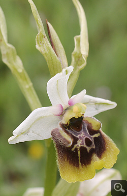 Ophrys lacaitae x Ophrys gracilis, Rionero Sannitico.