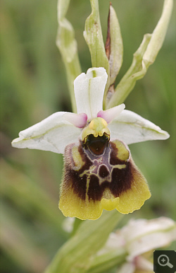 Ophrys lacaitae x Ophrys gracilis, Rionero Sannitico.