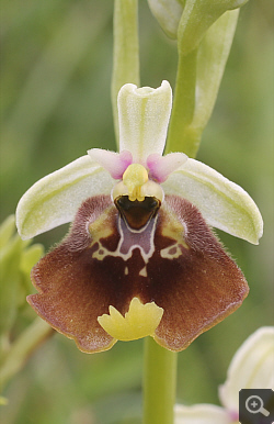 Ophrys lacaitae x Ophrys gracilis, Rionero Sannitico.