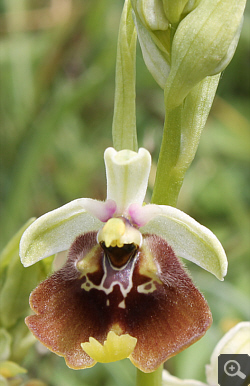 Ophrys lacaitae x Ophrys gracilis, Rionero Sannitico.