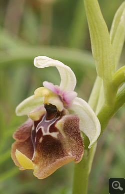 Ophrys lacaitae x Ophrys gracilis, Rionero Sannitico.