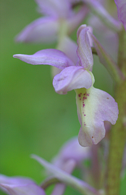 Orchis mascula x Orchis pallens, district Göppingen.