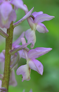 Orchis mascula x Orchis pallens, Landkreis Göppingen.