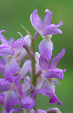 Orchis mascula x Orchis pallens, district Göppingen.