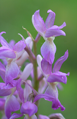 Orchis mascula x Orchis pallens, Landkreis Göppingen.