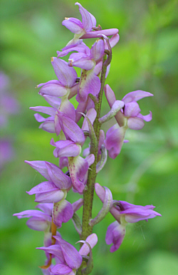 Orchis mascula x Orchis pallens, district Göppingen.