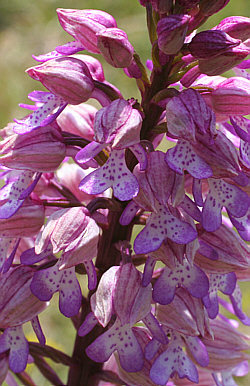 Orchis militaris x Orchis purpurea, Landkreis Göppingen.