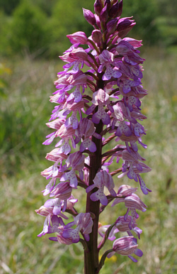 Orchis militaris x Orchis purpurea, Landkreis Göppingen.