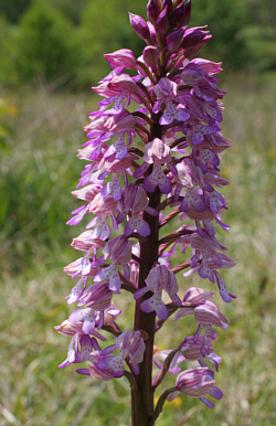 Orchis militaris x Orchis purpurea, district Göppingen.