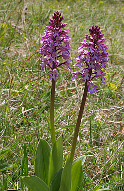 Orchis militaris x Orchis purpurea, district Göppingen.
