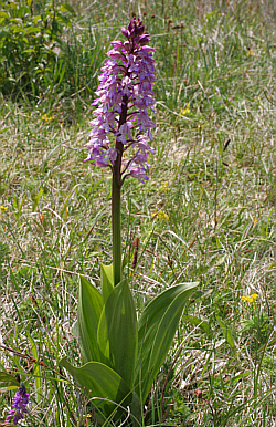 Orchis militaris x Orchis purpurea, district Göppingen.