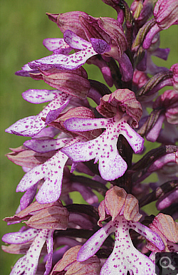 Orchis militaris x Orchis purpurea, district Göppingen.