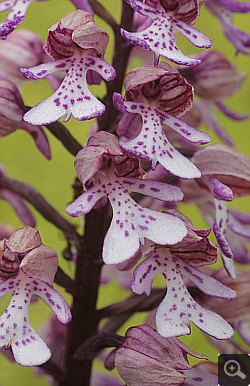 Orchis militaris x Orchis purpurea, district Göppingen.